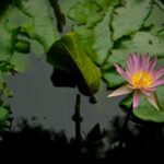 pink lotus flower on calm body of water