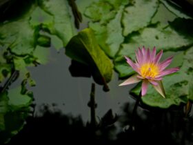 pink lotus flower on calm body of water