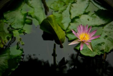 pink lotus flower on calm body of water