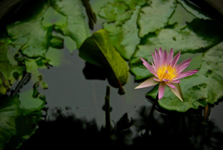 pink lotus flower on calm body of water