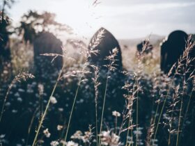 white petaled flowers at daytime