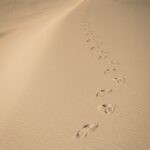 birds on sand during daytime