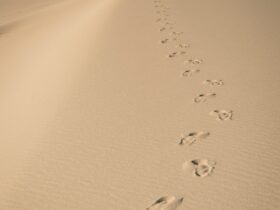 birds on sand during daytime