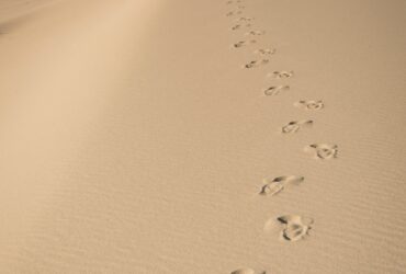 birds on sand during daytime
