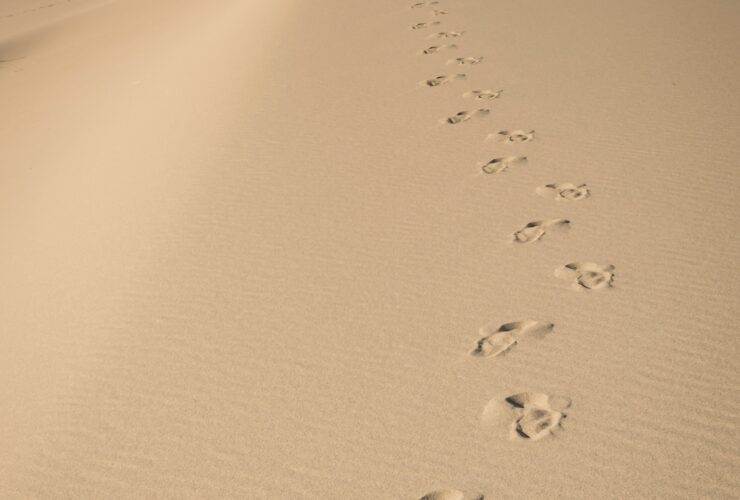 birds on sand during daytime
