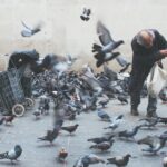 man feeding pigeons