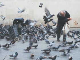 man feeding pigeons