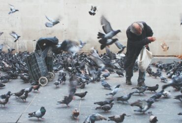 man feeding pigeons