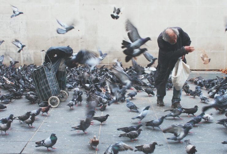 man feeding pigeons