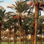 palm trees under blue sky during daytime