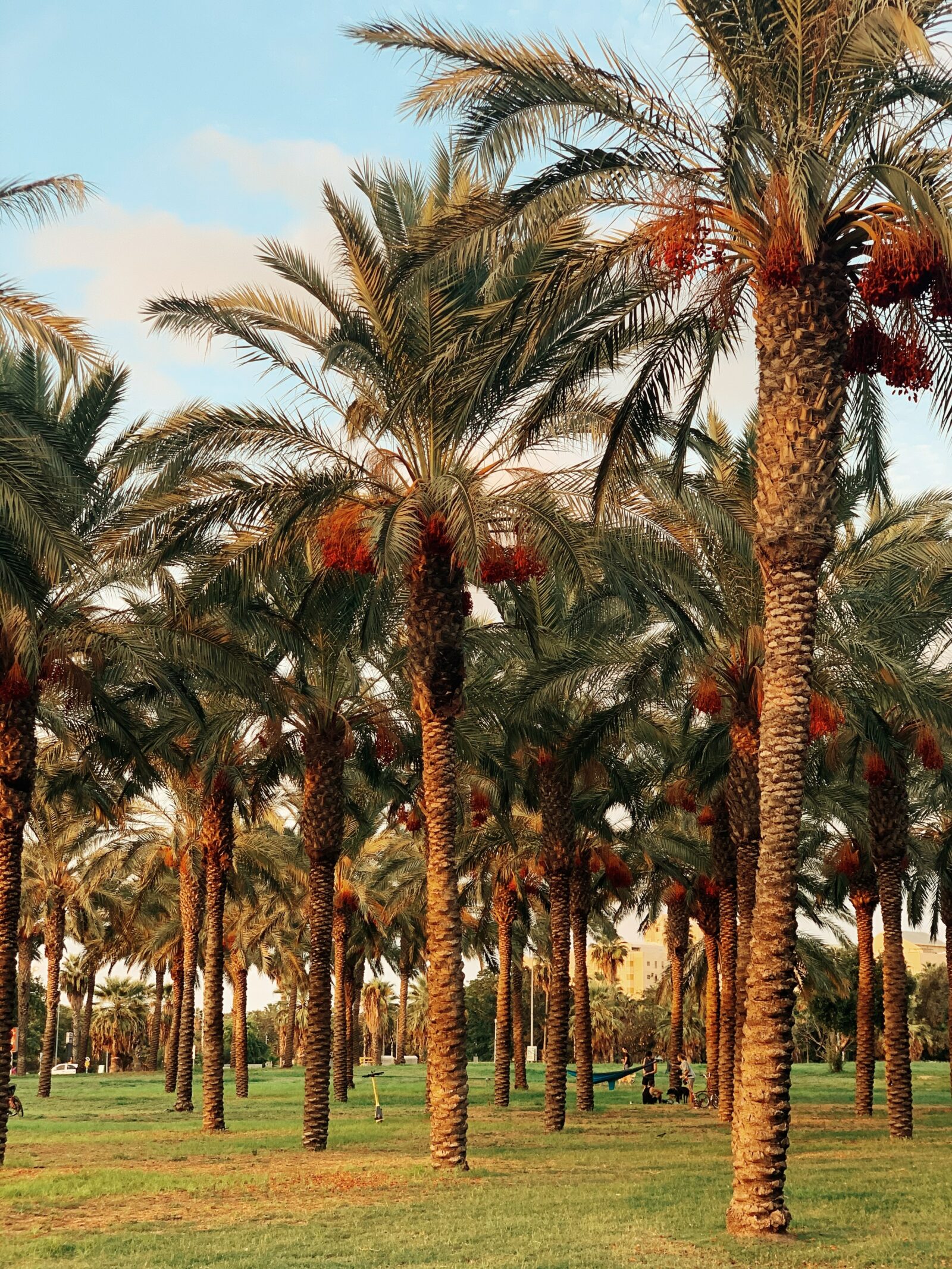 palm trees under blue sky during daytime