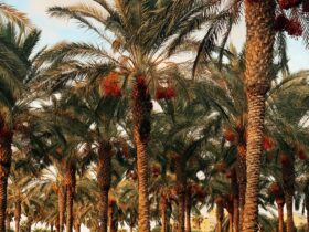 palm trees under blue sky during daytime
