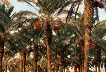 palm trees under blue sky during daytime