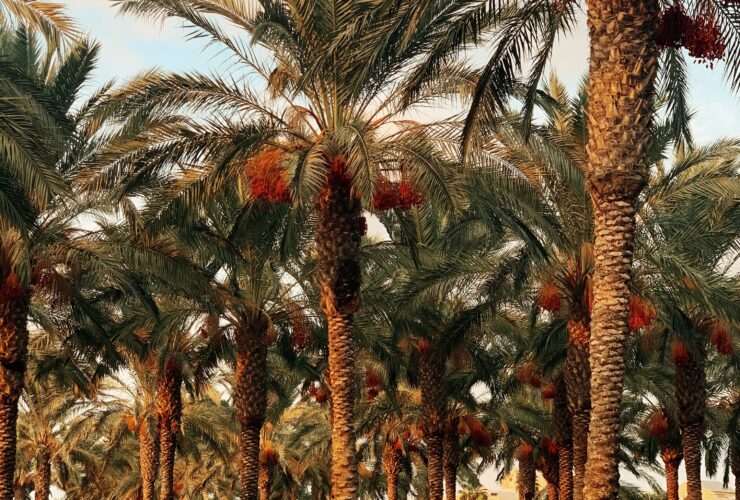 palm trees under blue sky during daytime