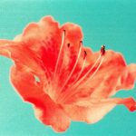 orange flower in close up photography