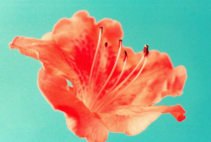 orange flower in close up photography