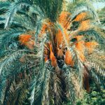 selective focus photography of palm tree during daytime