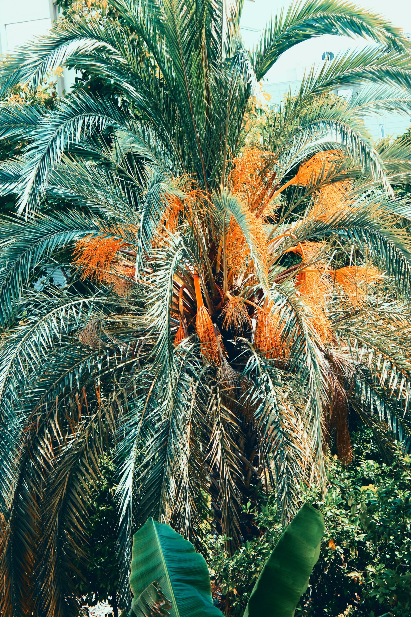 selective focus photography of palm tree during daytime