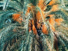 selective focus photography of palm tree during daytime