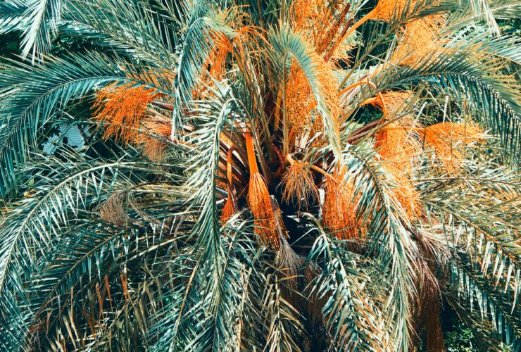 selective focus photography of palm tree during daytime