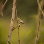green and pink bird on brown stem