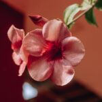 pink rose in close up photography