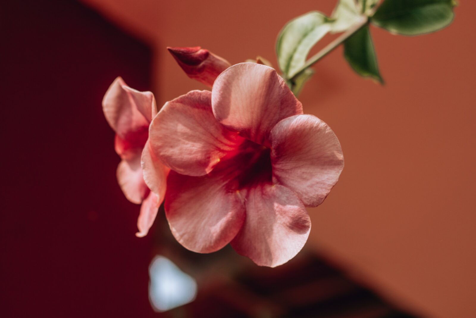 pink rose in close up photography