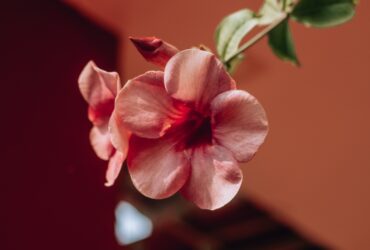 pink rose in close up photography