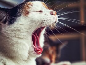 opened mouth cat