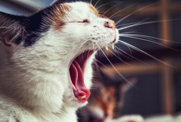 opened mouth cat