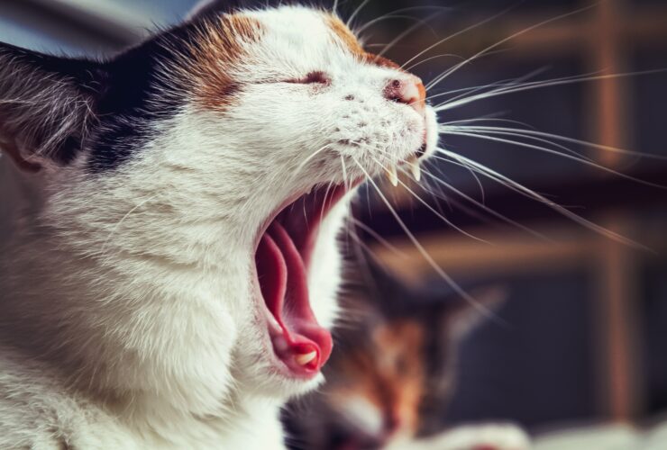 opened mouth cat