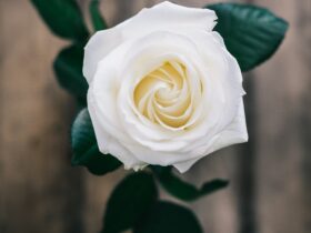 white rose enclosed photograph