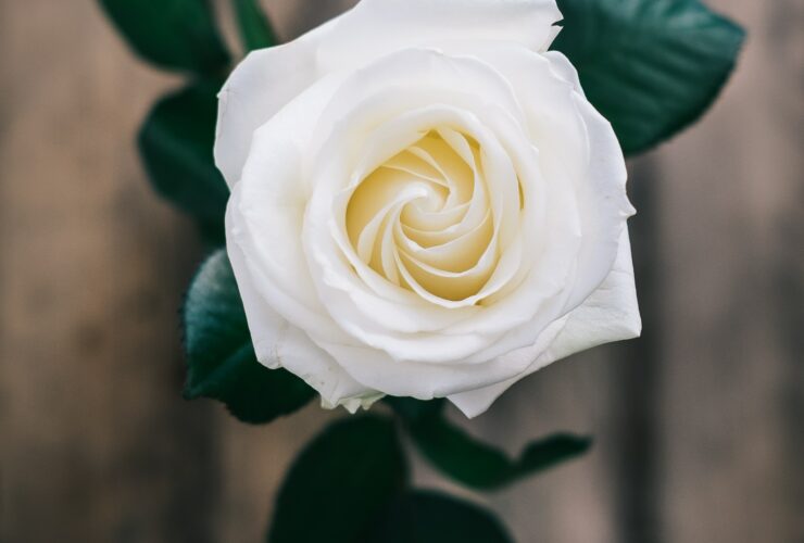 white rose enclosed photograph
