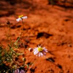 white and yellow flowers on brown soil