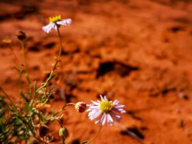 white and yellow flowers on brown soil