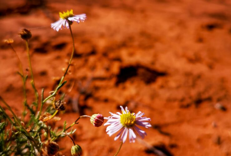 white and yellow flowers on brown soil