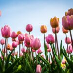 pink tulips at daytime