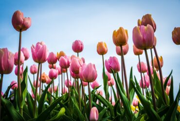 pink tulips at daytime