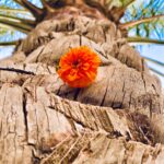 orange flower on brown tree trunk