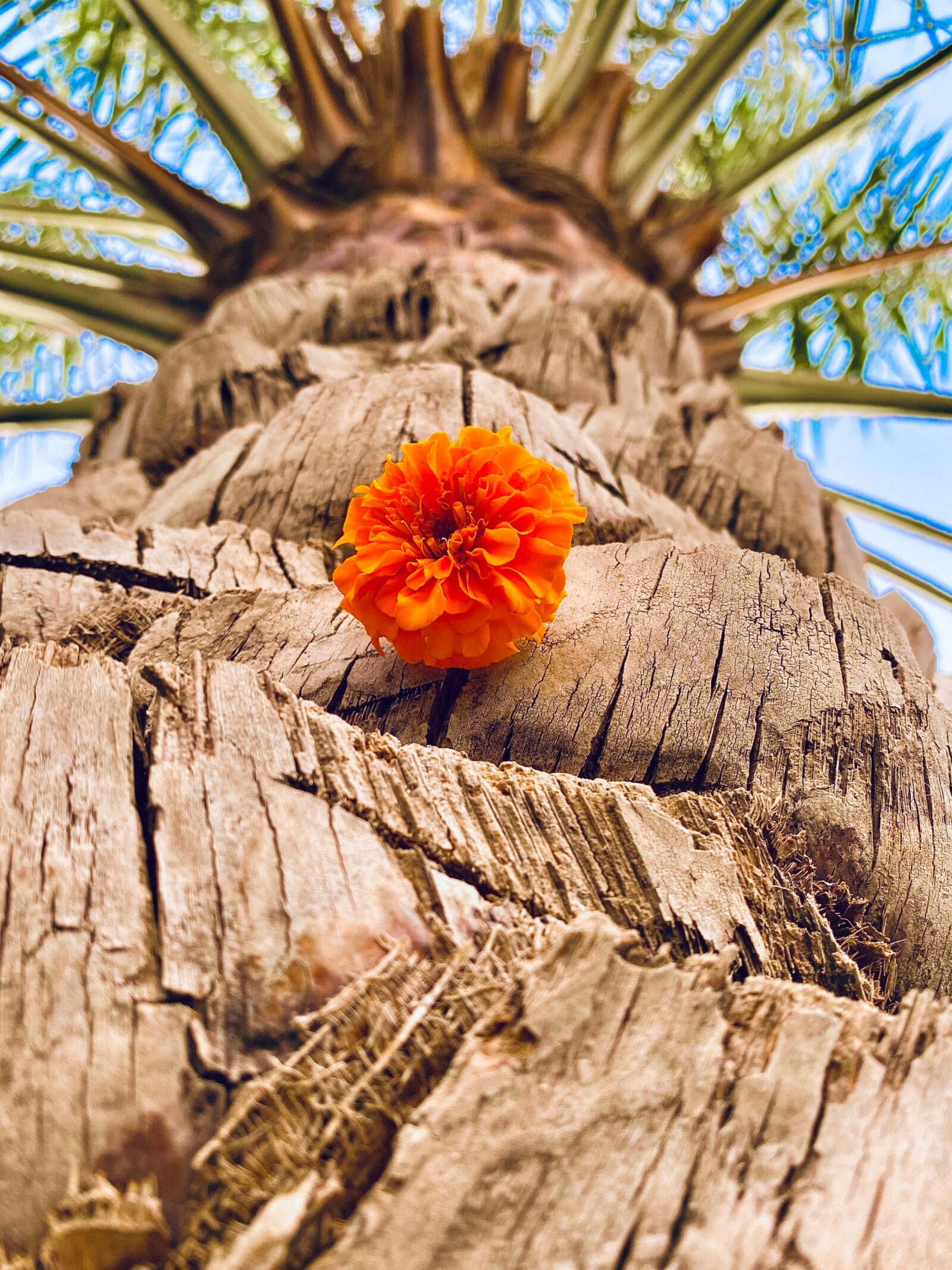 orange flower on brown tree trunk