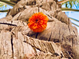 orange flower on brown tree trunk