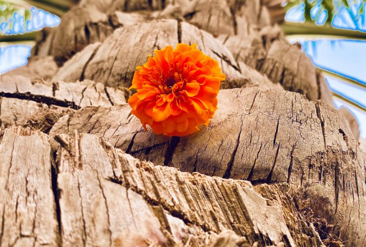 orange flower on brown tree trunk