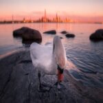 white swan on body of water during sunset