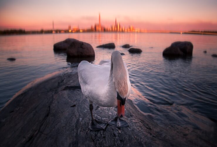 white swan on body of water during sunset