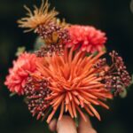 red and yellow flower in persons hand