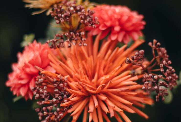 red and yellow flower in persons hand