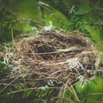 brown bird nest on tree branch