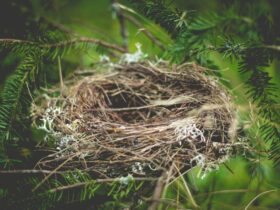 brown bird nest on tree branch