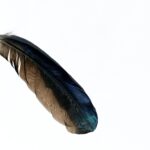 black and gray feather on white background