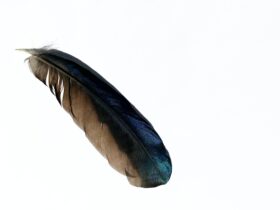 black and gray feather on white background